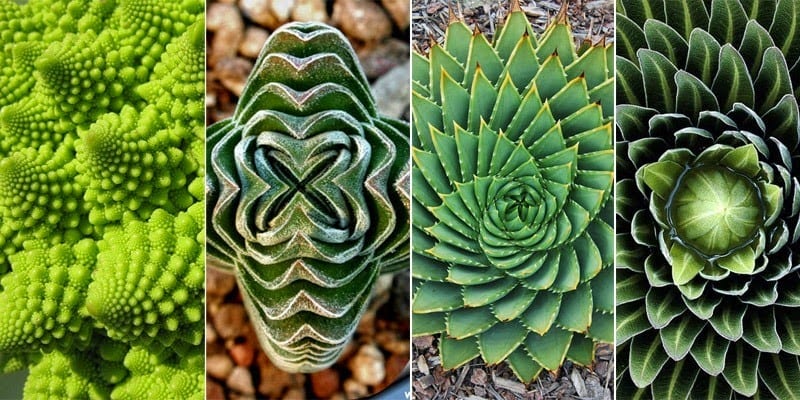 plants displaying fibonacci sequence balance